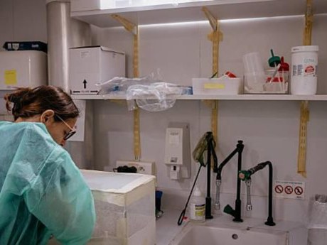 Caldo estremo, le anofele pericolose possono vivere giorni negli scali